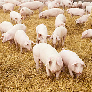 Выращивание и разведение свиней мощностью 2000 мест и более.